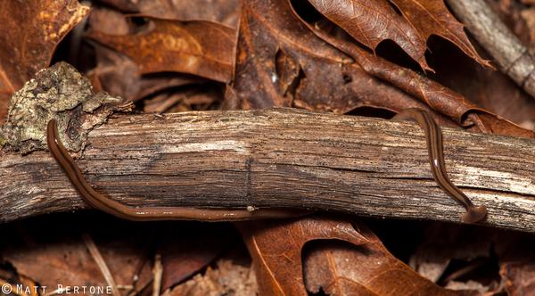 Bipalium kewense, a large, brown, striped hammerhead flatworm