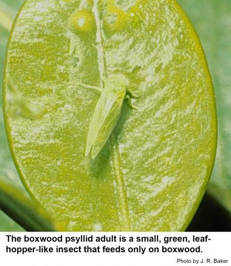 The boxwood psyllid adult is a small, green, leaf-hopper-like insect that feeds only on boxwood.