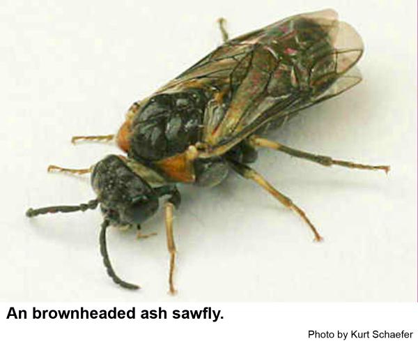Brownheaded ash sawflies