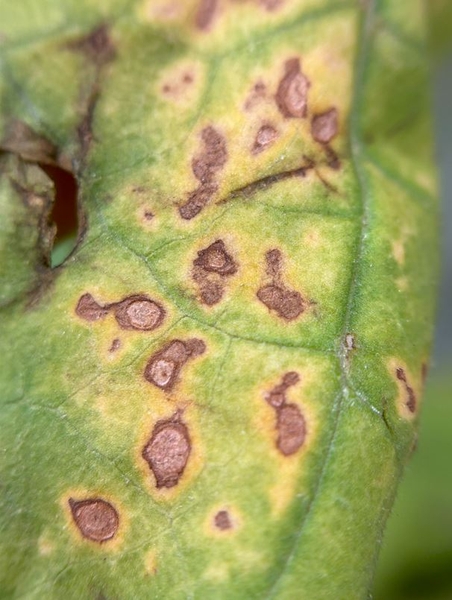 Figure 1. Brown spot lesions with irregular patter