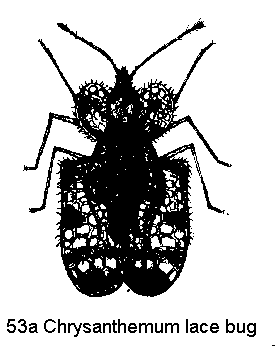 Figure 53A. Chrysanthemum lace bug.