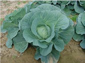 Decorative image of cabbage