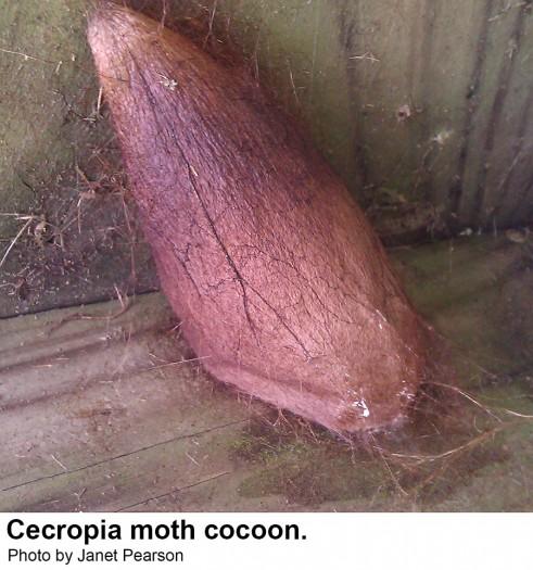 Cecropia moth cocoon