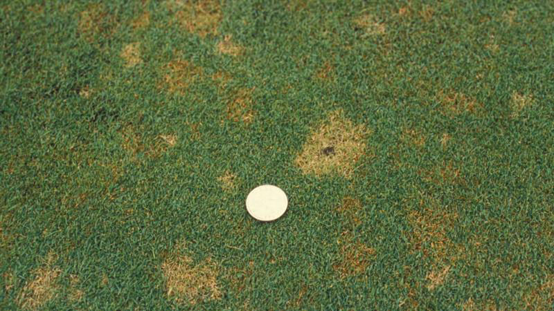 Copper spot stand symptoms.