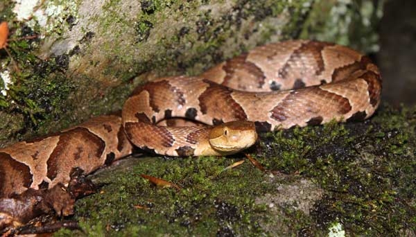 Tan snake with rough scales, dark brown hourglass markings that are light in the center, elliptical pupils, and pits.