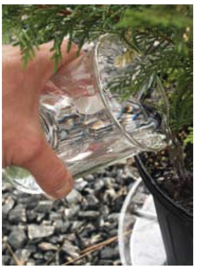 decorative cover image: pouring water into potted plant