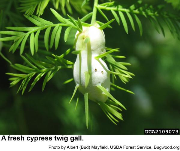A fresh cypress twig gall