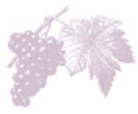 decorative illustration of grapes