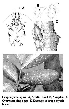 Crapemyrtle aphid. A. Adult. B and C. Nymphs. D. Overwintering e