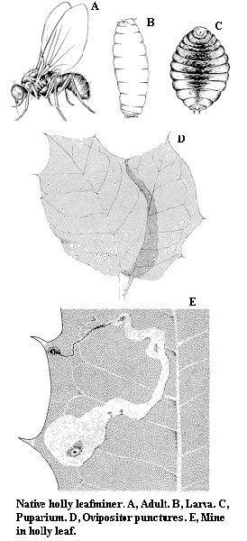 Native holly leafminer. A. Adult. B. Larva. C. Puparium. D. Ovip