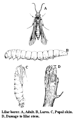 Lilac borer. A. Adult. B. Larva. C. Pupal skin. D. Damage to lil