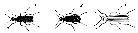 Figure 1. Blister beetles.
