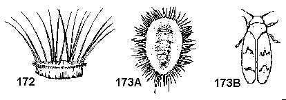 Figure 172. Pupal case (when viewed from the side) appears to be