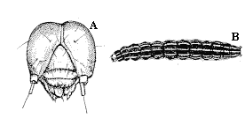 Figure 1. Southern armyworm.