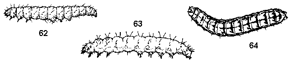 Figure 62. Azalea leafminer. Figure 63. Plume moth caterpillar.