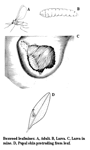 Boxwood leafminer. A. Adult. B. Larva. C. Larva in mine. D. Pupa