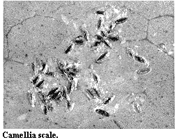Camellia scale.