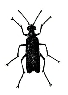 Top view of beetle with long, slender, folded wings, three pairs of long, jointed legs, and two antennae extended from wide, oval head. Completely black.