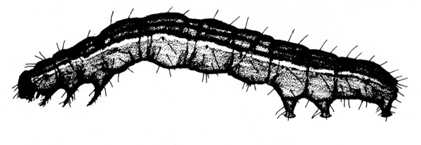 Side view shows legs, three prolegs, and tiny, rounded head. Upper body slightly arched and shaded dark with light, longitudinal stripes. Black and white art.