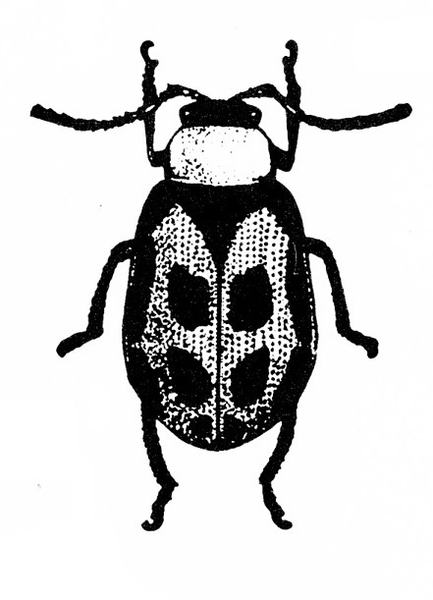 Beetle with elongate body. Black spots visible on folded wing covers. Black triangle behind head. Black and white art.
