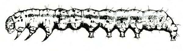Side view of caterpillar’s extended body, showing legs and prolegs, light line down the side, and delicate hairs protruding from body. Black and white art.
