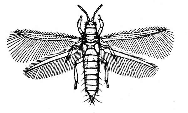 Top view with two pairs of fringed, narrow wings spread. Body spindle-shaped with short hairs on sides and tip of segmented abdomen. Black and white art.