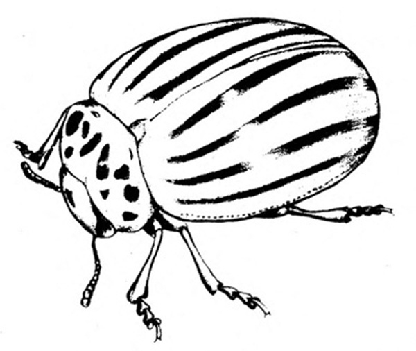 Top view of oval beetle. Prominent longitudinal stripes on folded, outer wing covers. Various dark spots on thorax. Black and white art.