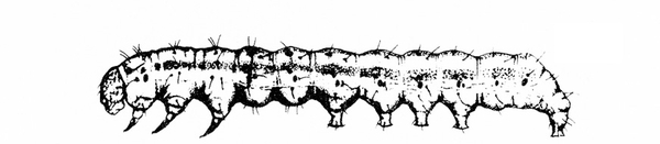 Side view of caterpillar’s extended body, showing legs and prolegs, line down side, and delicate hairs protruding from body. Black and white art.