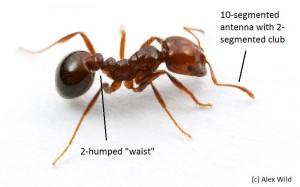 Photo of a red imported fire ant worker pointing out 10-segmented antenna and 2-humped waist