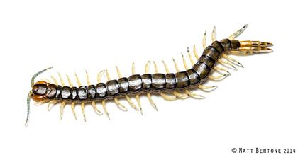 Figure 2. Centipedes have one pair of legs per body segment. Mil