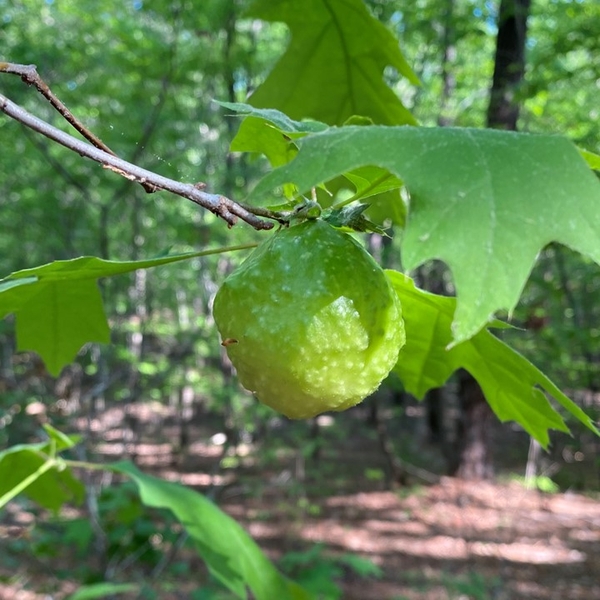 An oak apple gall hangs below the leaves of a red oak tree in a forest. The gall is round and light green in color, and it is covered in small, white bumps.