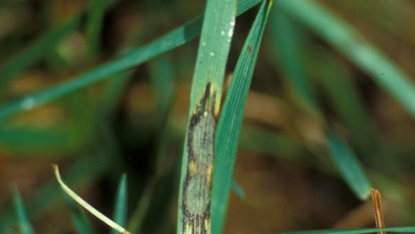 Gray leaf spot.