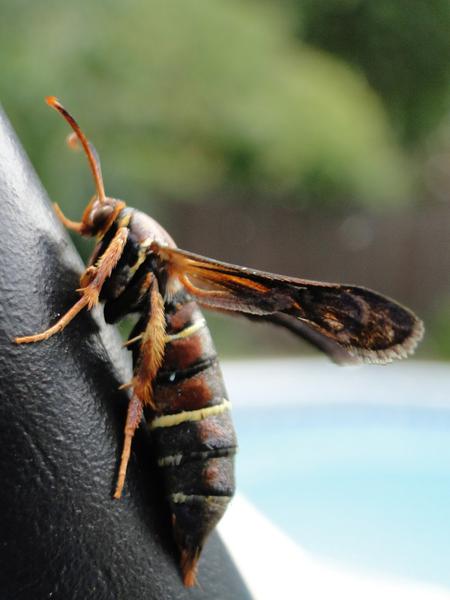 Female grape root borer adult