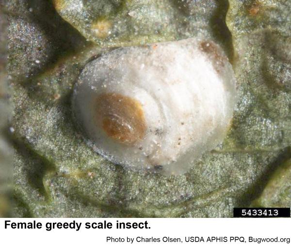 Greedy scale insect