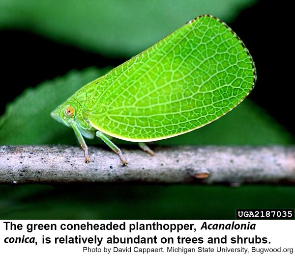 The green coneheaded planthopper is relatively abundant on trees and shrubs.