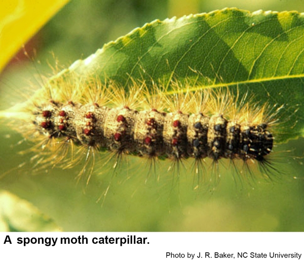 Spongy moth caterpillars are the only insects with pairs of red spots and pairs of blue spots.