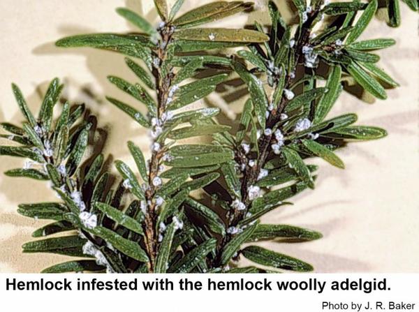 Mature hemlock woolly adelgids are concealed by a fluffy, white 