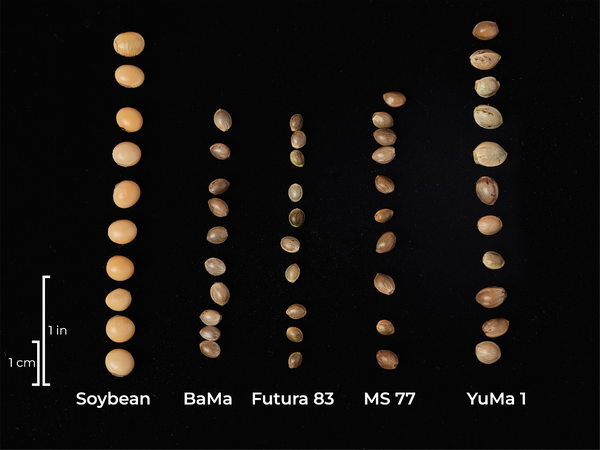 Fiber and grain hemp seed size comparison