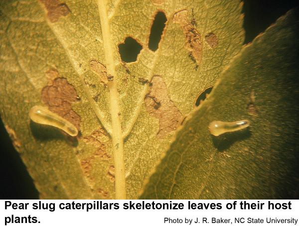 Pear slugs caterpillars skeletonize leaves of their host plants.
