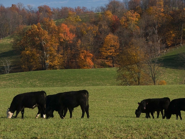 Decorative Image of cows grazing