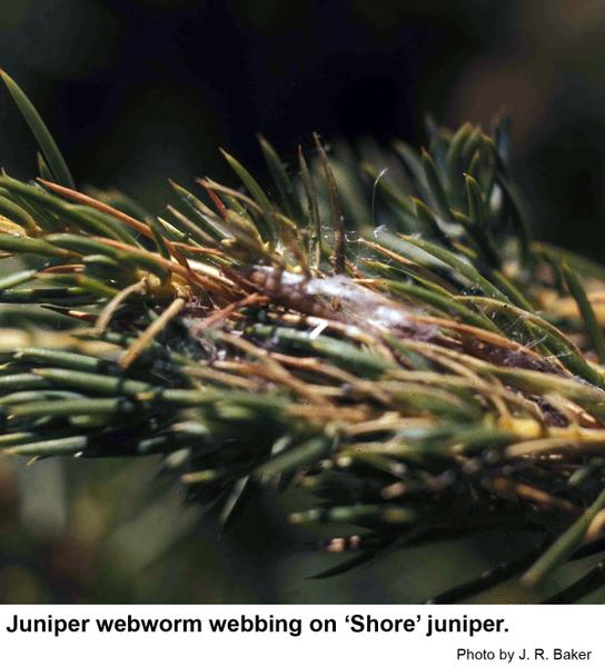 Webbing by the juniper webworm. 