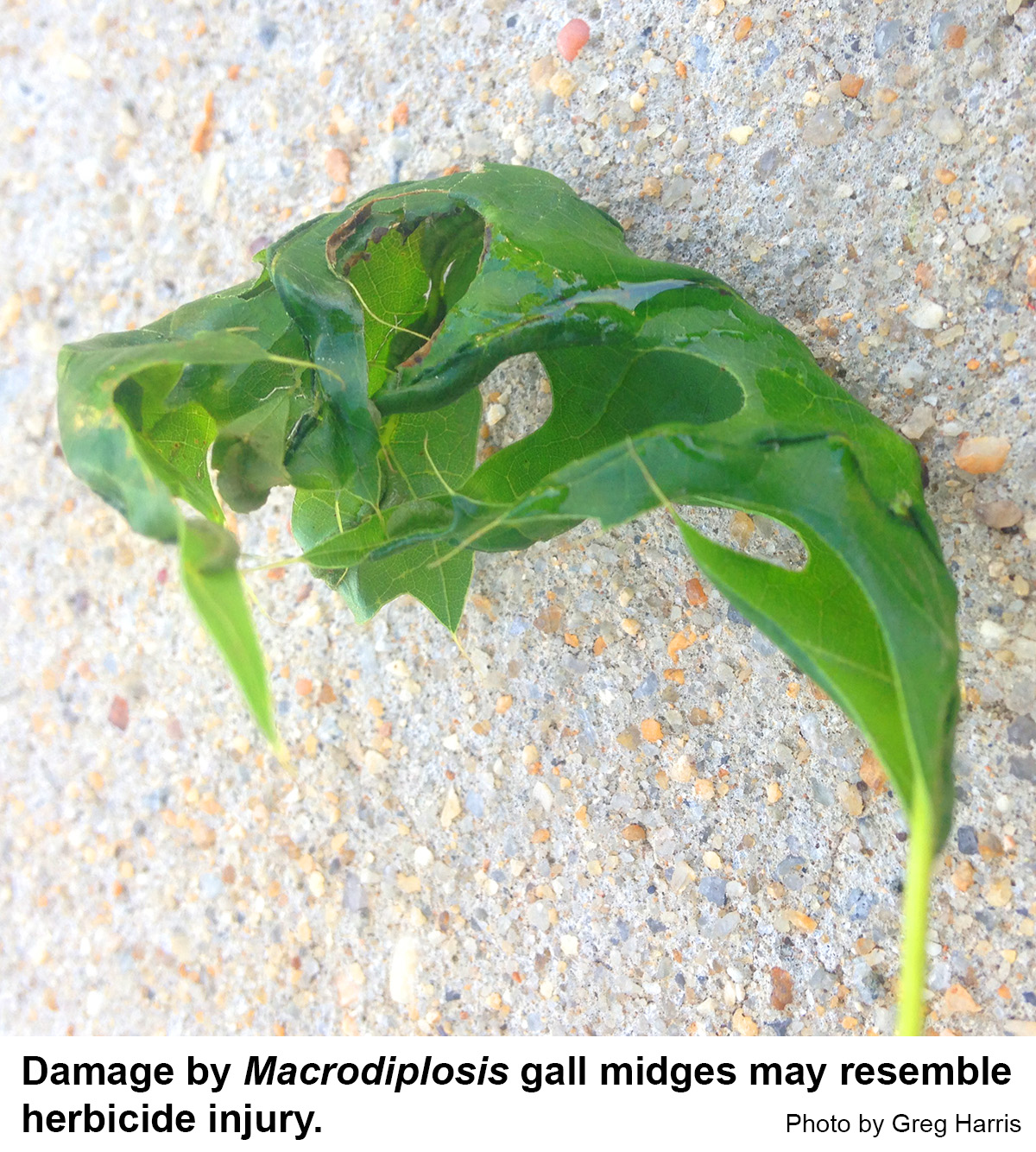 Macrodiplosis gall midge damage may resemble herbicide injury.