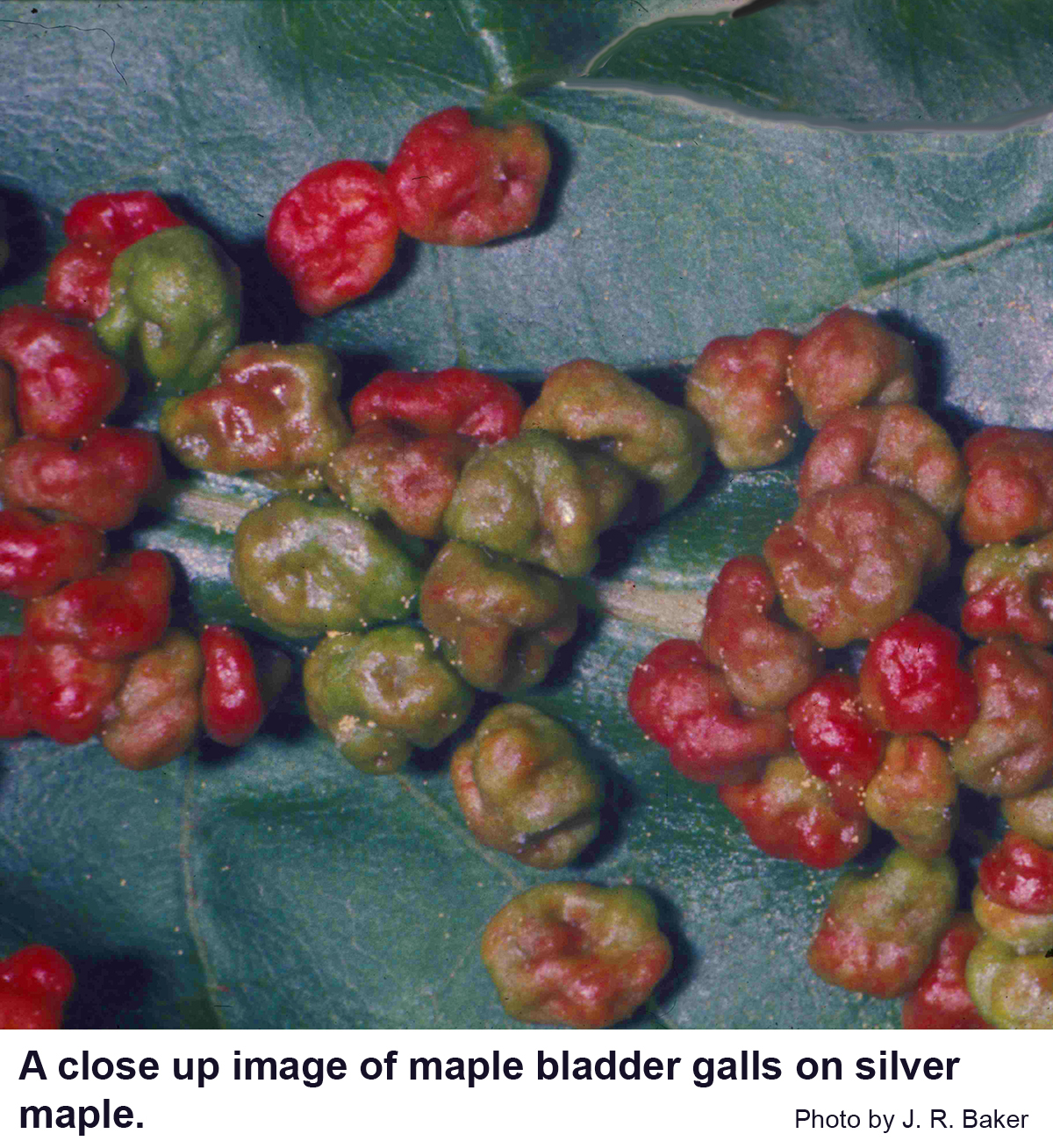 Close up image of maple bladder galls on silver maple.