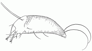 Sketch of eriophyid mite.