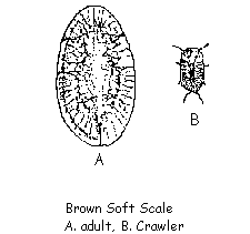 Brown soft scale (A) adult (B) crawler.