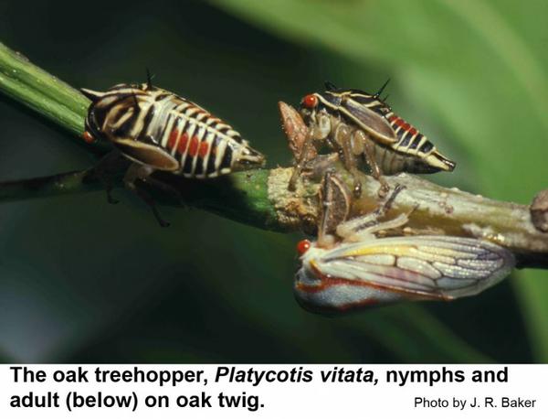 Oak treehopper nymphs and adult on oak twig