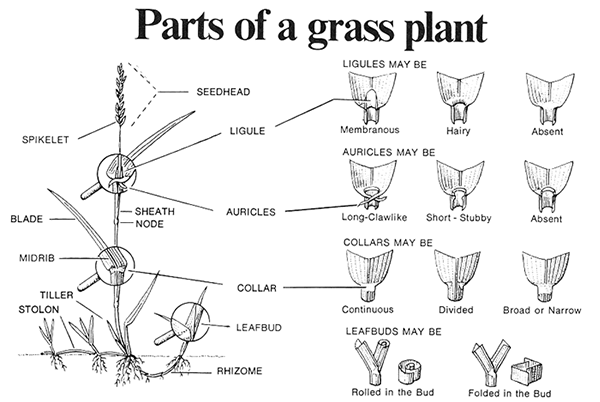 Drawings of parts of a grass plant