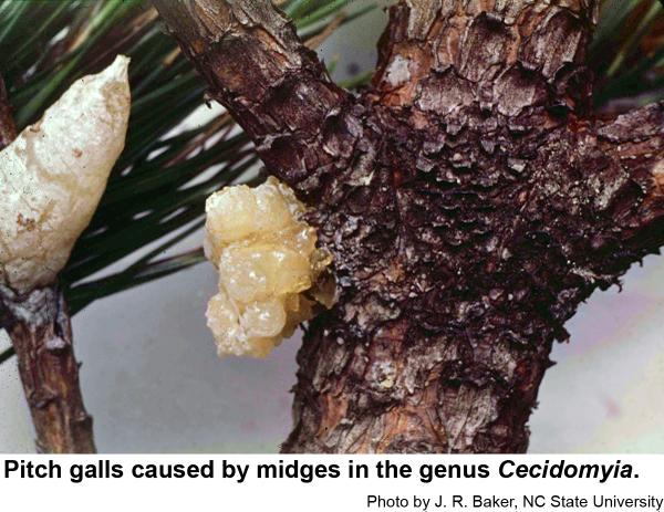 Pitch galls caused by midges in the genus Cecidomyia.