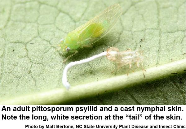 An adult pittosporum psyllid and a cast nymphal skin. Note the long, white secretion at the 