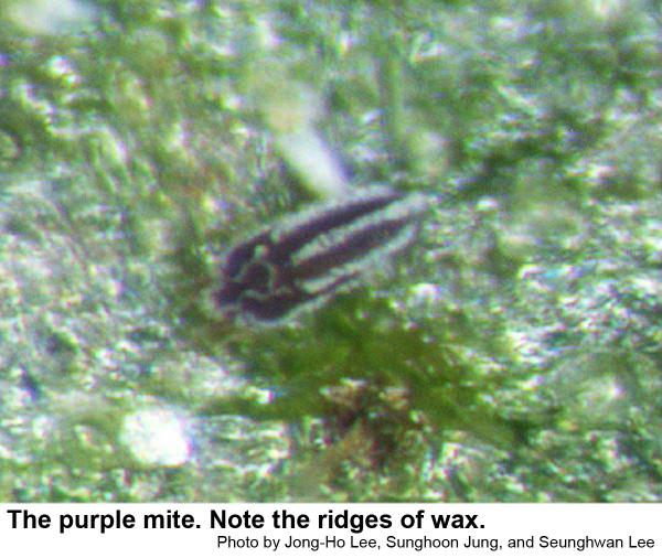 Purple mite